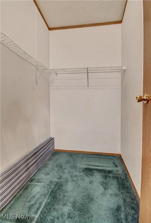 walk in closet with carpet flooring