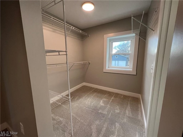 walk in closet with carpet floors