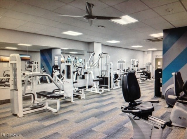 exercise room featuring carpet, a drop ceiling, and ceiling fan