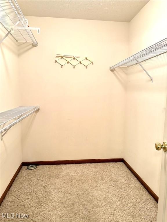 spacious closet featuring carpet flooring