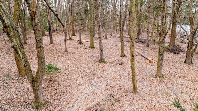 view of local wilderness