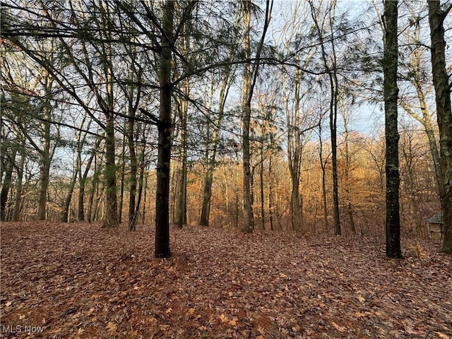 view of local wilderness