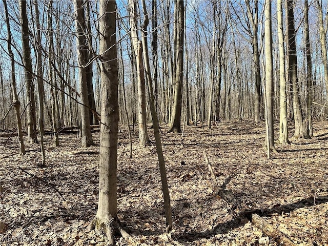 view of local wilderness