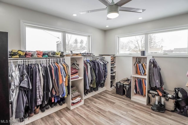 spacious closet with ceiling fan and light hardwood / wood-style flooring