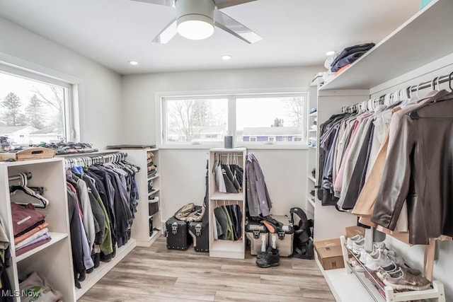 walk in closet featuring ceiling fan and light wood-type flooring