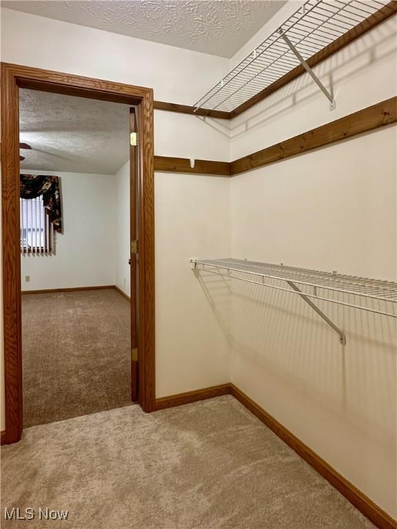 walk in closet with carpet floors