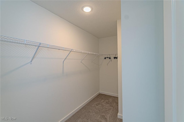 walk in closet featuring carpet