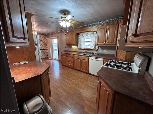 kitchen featuring dark countertops, a sink, ceiling fan, light wood-type flooring, and white appliances