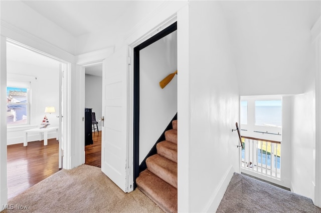 stairway featuring carpet flooring and wood finished floors