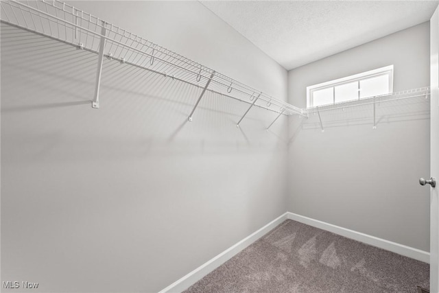 walk in closet with carpet flooring