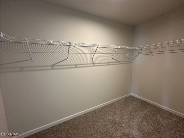 spacious closet featuring carpet floors