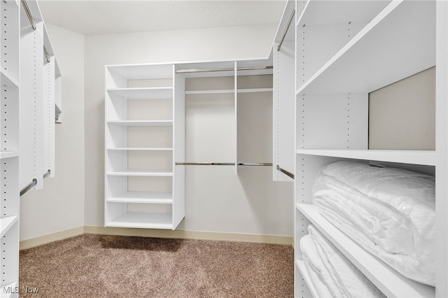 walk in closet with carpet floors