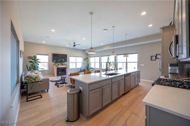 kitchen featuring light wood finished floors, open floor plan, gray cabinets, stainless steel appliances, and a sink