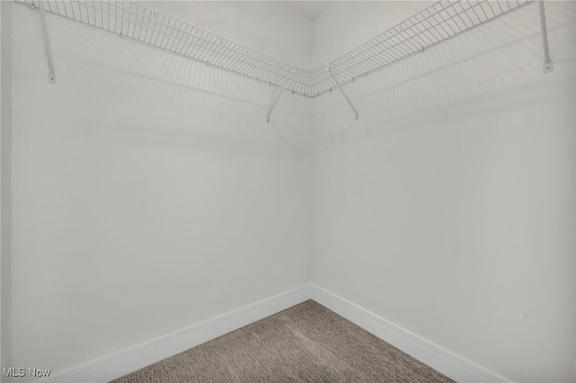 spacious closet featuring carpet floors