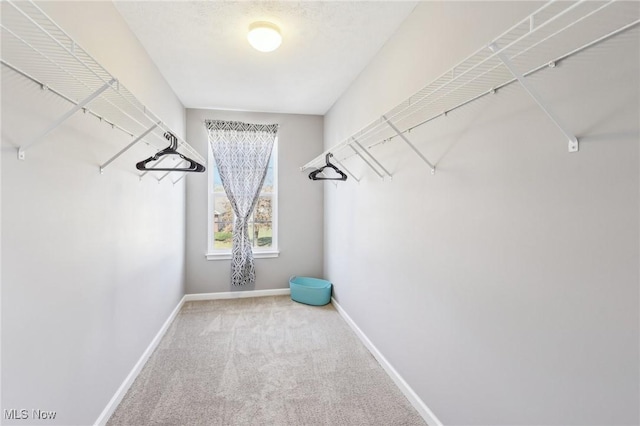 walk in closet featuring carpet floors