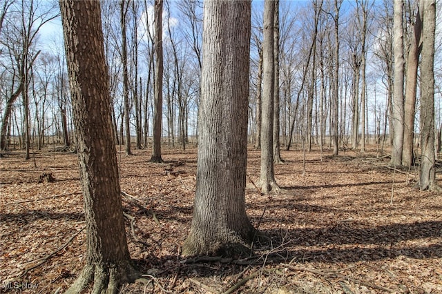 view of local wilderness