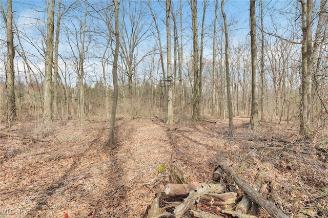 view of local wilderness
