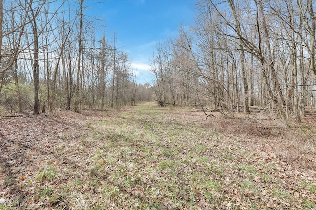 view of local wilderness