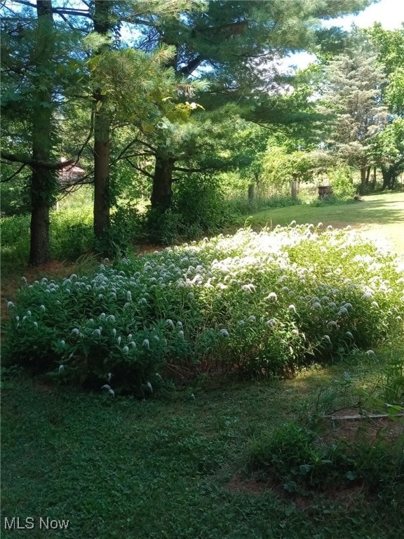 view of local wilderness with a view of trees