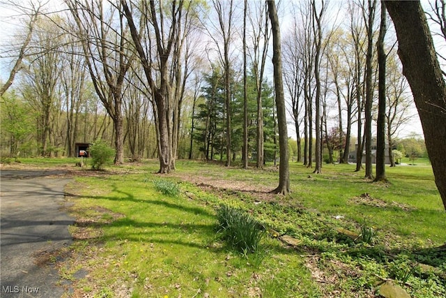 view of local wilderness