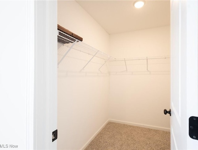 spacious closet featuring carpet flooring