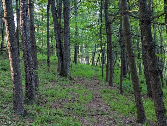 5216 Arrow Rd NW, Minerva, OH 44657 - view of wooded area