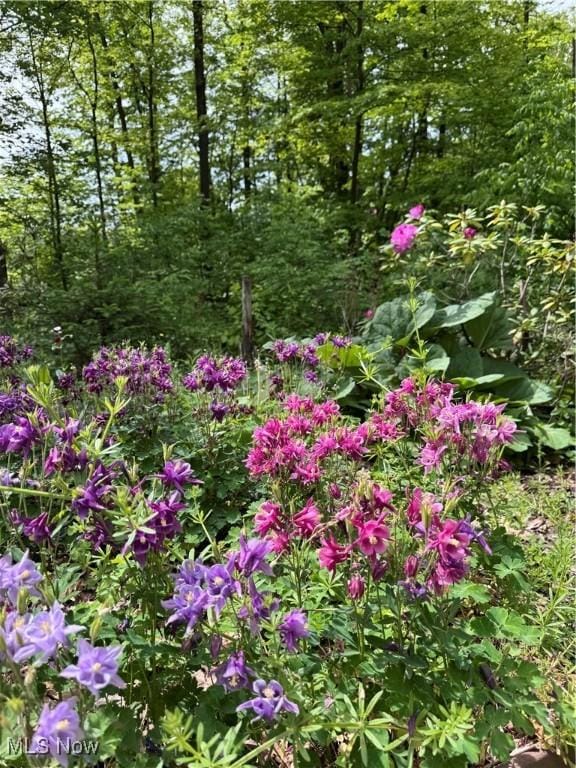 17444 Old State Rd, Middlefield, OH 44062 - view of nature
