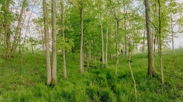 2953 State Route 225, Diamond, OH 44412 - view of local wilderness