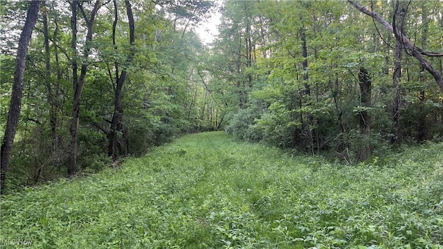 5981 Westfall St SE, Waynesburg, OH 44688 - view of wooded area