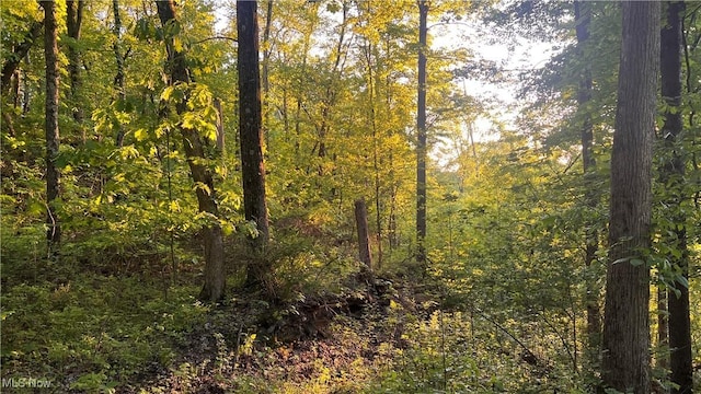 5981 Westfall St SE, Waynesburg, OH 44688 - view of woods