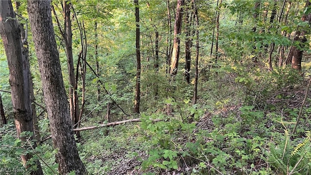 5981 Westfall St SE, Waynesburg, OH 44688 - view of wooded area