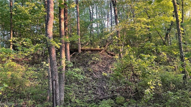 5981 Westfall St SE, Waynesburg, OH 44688 - view of woods