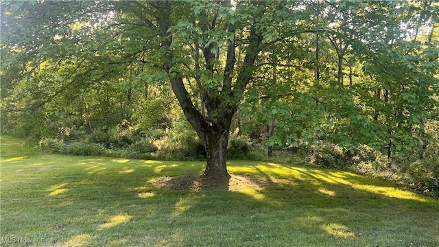 5981 Westfall St SE, Waynesburg, OH 44688 - view of green lawn with a view of trees