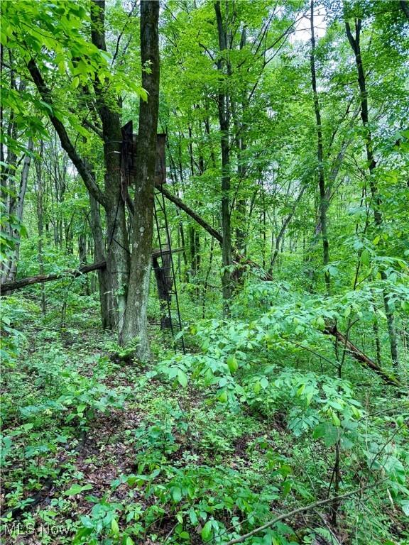 44312 Cream Ridge Rd, Lisbon, OH 44432 - photo 44