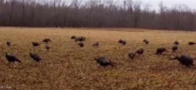 6019 New London Rd, Ashtabula, OH 44004 - view of local wilderness featuring rural landscape