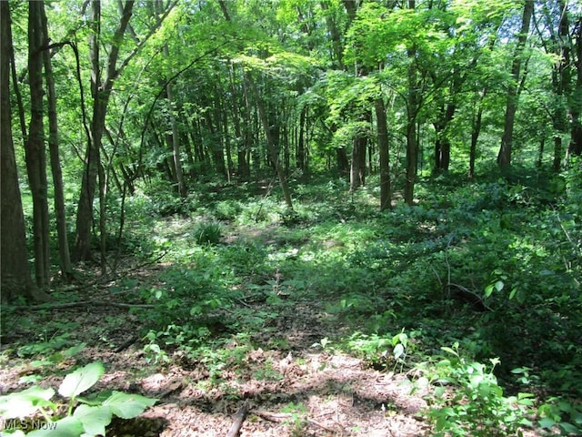 220 Daniels Ave, Conneaut, OH 44030 - view of wooded area