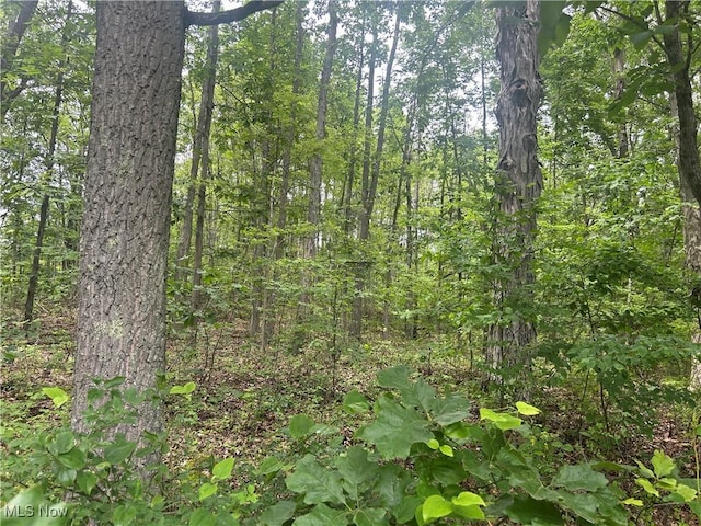 61342 High Hill Rd, Cambridge, OH 43725 - view of woods