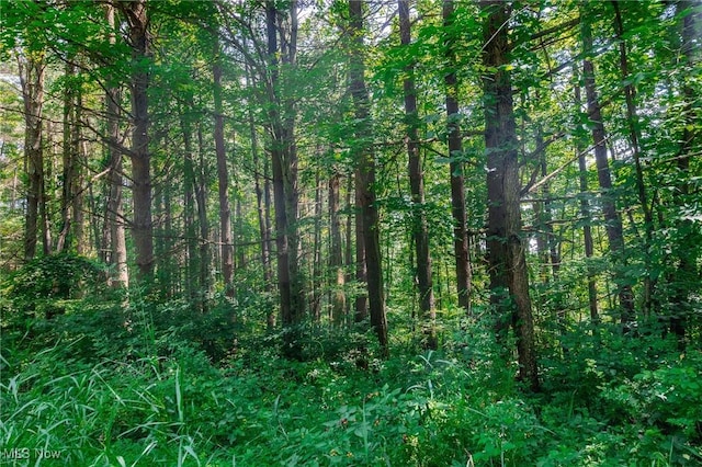 5251 Sugar Grove Rd, Cambridge, OH 43725 - view of woods