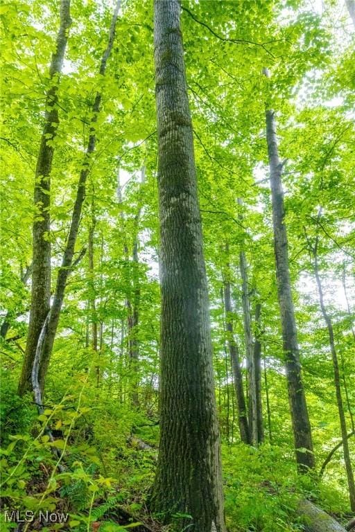 2461 Peters Creek Rd, Cambridge, OH 43725 - view of local wilderness