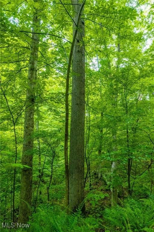 2461 Peters Creek Rd, Cambridge, OH 43725 - view of tree filled area