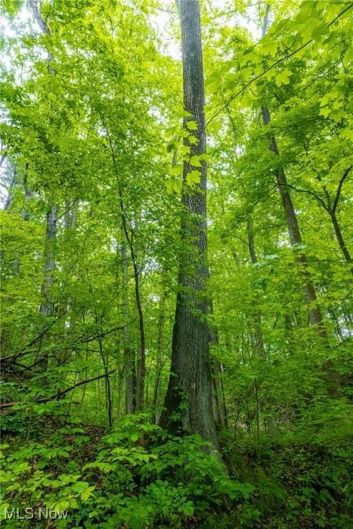 2461 Peters Creek Rd, Cambridge, OH 43725 - view of wooded area