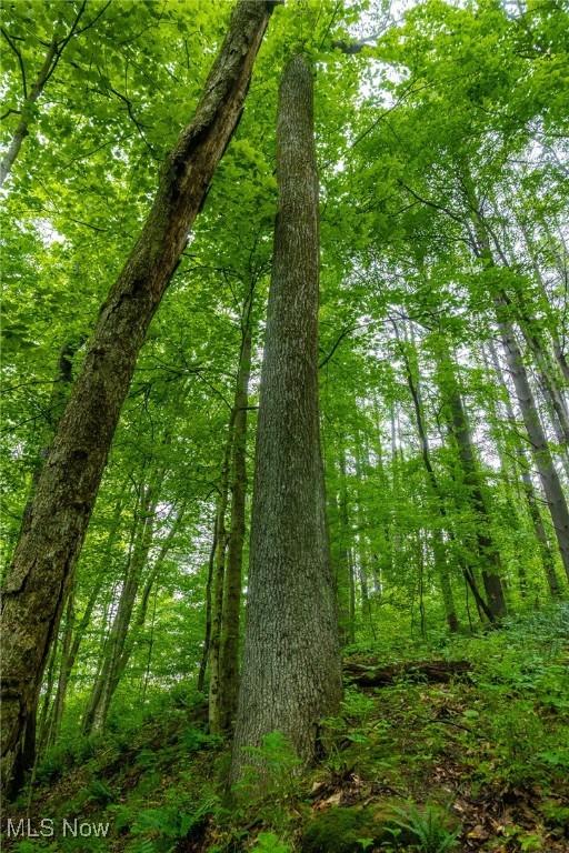 2461 Peters Creek Rd, Cambridge, OH 43725 - view of tree filled area