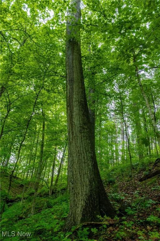 2461 Peters Creek Rd, Cambridge, OH 43725 - view of tree filled area