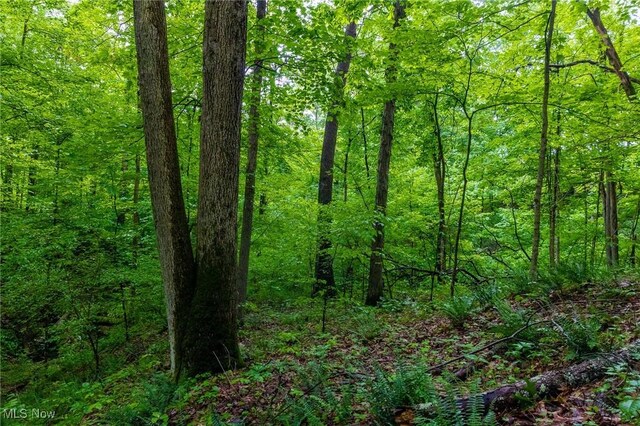 2461 Peters Creek Rd, Cambridge, OH 43725 - view of wooded area