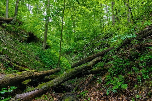 2461 Peters Creek Rd, Cambridge, OH 43725 - view of woods