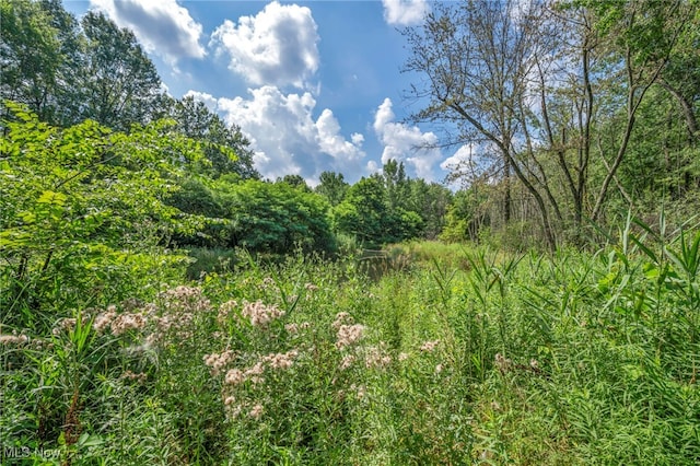 301 Karson Dr, Akron, OH 44312 - view of tree filled area