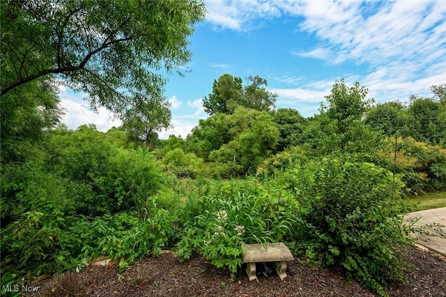1137 Saint Abigail St SW, Hartville, OH 44632 - view of tree filled area