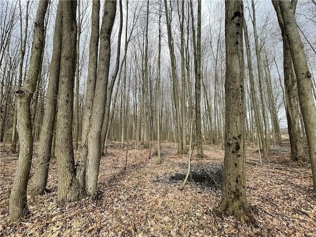 7205 State Route 7, Williamsfield, OH 44003 - photo 4