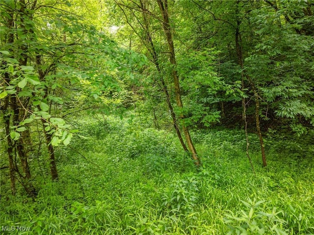 Hazel Run Rd, Salineville, OH 43945 - photo 20