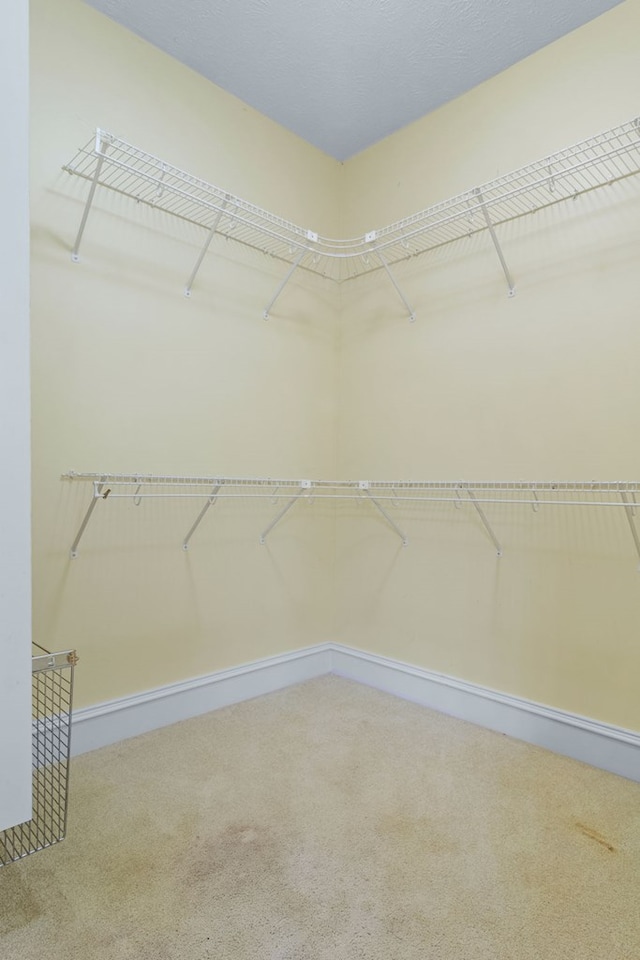 spacious closet featuring carpet floors